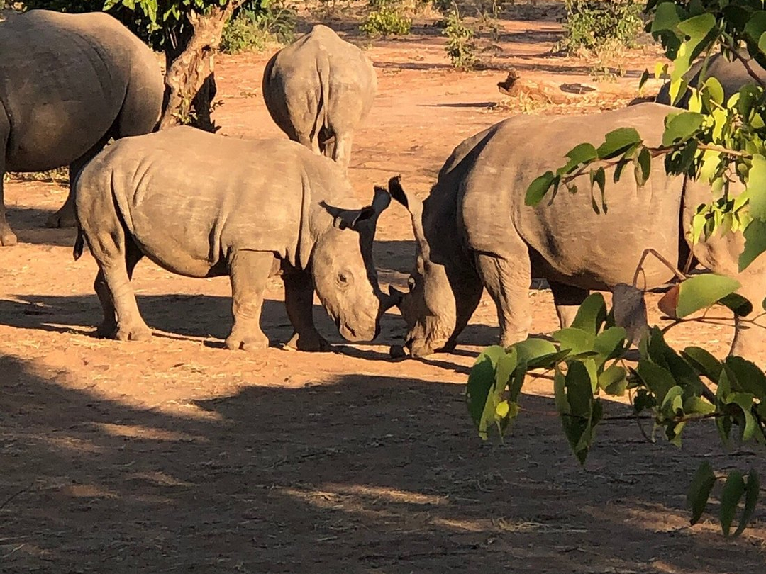 White rhinos in Mosi-oa-Tunya National Park are among the most remarkable wildlife experiences travelers can enjoy near Victoria Falls on a safari with Pieland Gorilla Safaris. The park, located close to Livingstone on the Zambian side of the falls, offers visitors the chance to combine spectacular waterfall scenery with rewarding wildlife encounters. Seeing white rhinos in their natural environment is especially memorable because of their impressive size and calm presence. Guided wildlife experiences may also reveal giraffes, zebras, buffaloes, antelopes and diverse birdlife, making Mosi-oa-Tunya an excellent addition to a well-planned Victoria Falls safari.