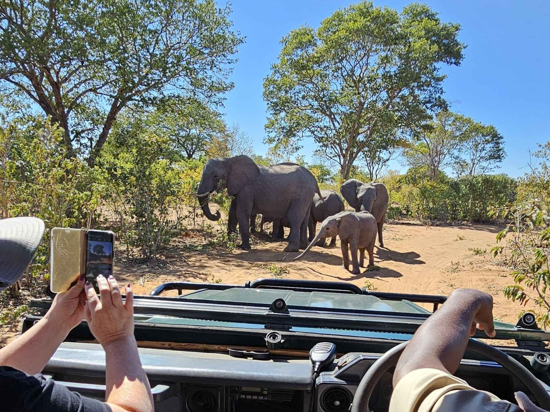 Tourists can enjoy rewarding wildlife encounters at Mosi-oa-Tunya National Park during a safari to Victoria Falls organized by Pieland Gorilla Safaris. Located along the Zambezi River near Livingstone, the park offers an easy wildlife extension to a visit to the famous falls. Travelers may encounter elephants, giraffes, buffaloes, zebras, hippos, crocodiles, antelopes and diverse birdlife during a guided game drive. The park is also especially known for its protected white rhinos. Combining Mosi-oa-Tunya with Victoria Falls allows visitors to experience spectacular waterfall scenery and African wildlife within the same memorable Zambian safari journey.