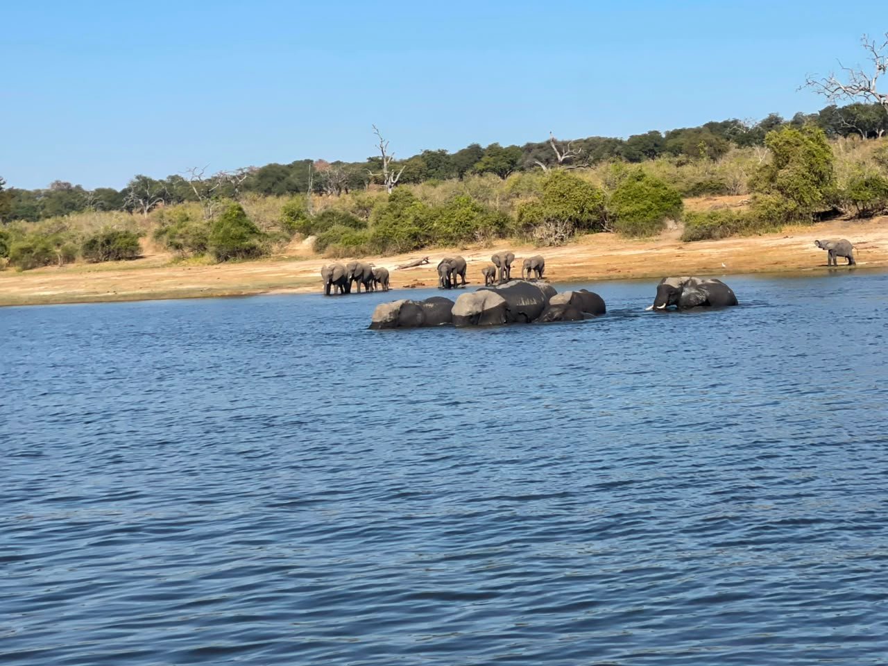 Wildlife seen along the Chobe River during a boat cruise is one of the major highlights of a safari with Pieland Gorilla Safaris. Travelers can watch elephants drinking and bathing along the riverbanks, while hippos remain partly submerged in the water and crocodiles rest near the shoreline. Buffaloes, giraffes, antelopes, and waterbucks are also commonly observed around the river, especially as they come to drink. The Chobe River is equally impressive for birdwatching, with numerous colorful bird species adding beauty to the experience. This relaxing boat cruise provides memorable wildlife encounters, beautiful scenery, and excellent opportunities for safari photography.