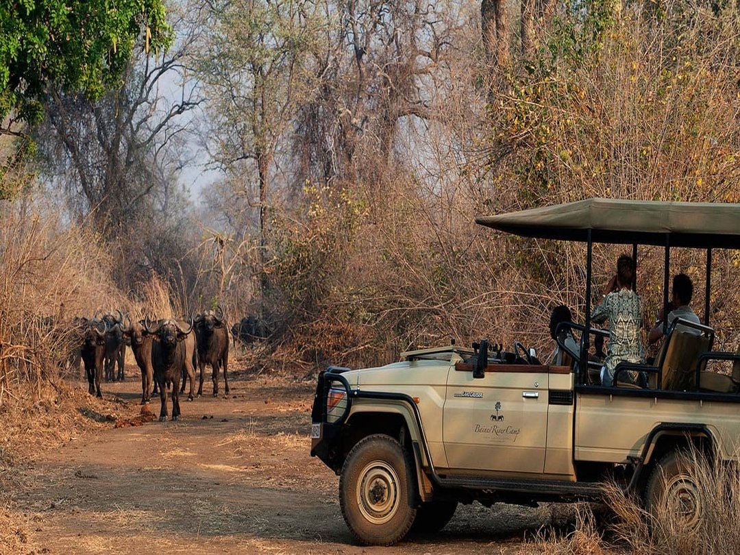 Tourists enjoy an exciting game drive in Zambezi National Park, exploring the diverse landscapes and wildlife near Victoria Falls. Guided safari experiences offer opportunities to encounter elephants, buffaloes, giraffes, antelopes, and other African wildlife while traveling through the park’s scenic wilderness. The adventure provides a perfect combination of nature, photography, and unforgettable safari moments in the heart of Zimbabwe.
