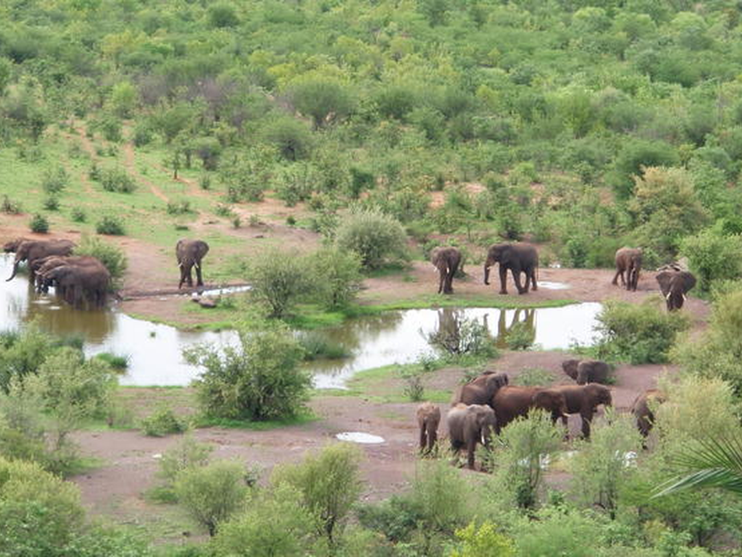 Elephants in Zambezi National Park are among the most impressive animals to see during a safari to Victoria Falls with Pieland Gorilla Safaris. The park’s riverine woodland and open habitats provide excellent opportunities to watch elephants feeding, moving between water sources, and gathering in family groups. Their size, social behavior, and close connection to the Zambezi landscape make every sighting memorable. Travelers may encounter adults with calves or larger herds during guided game drives. Adding Zambezi National Park to a Victoria Falls itinerary brings rewarding wildlife experiences close to the famous waterfall, creating a perfect combination of scenery and safari adventure.