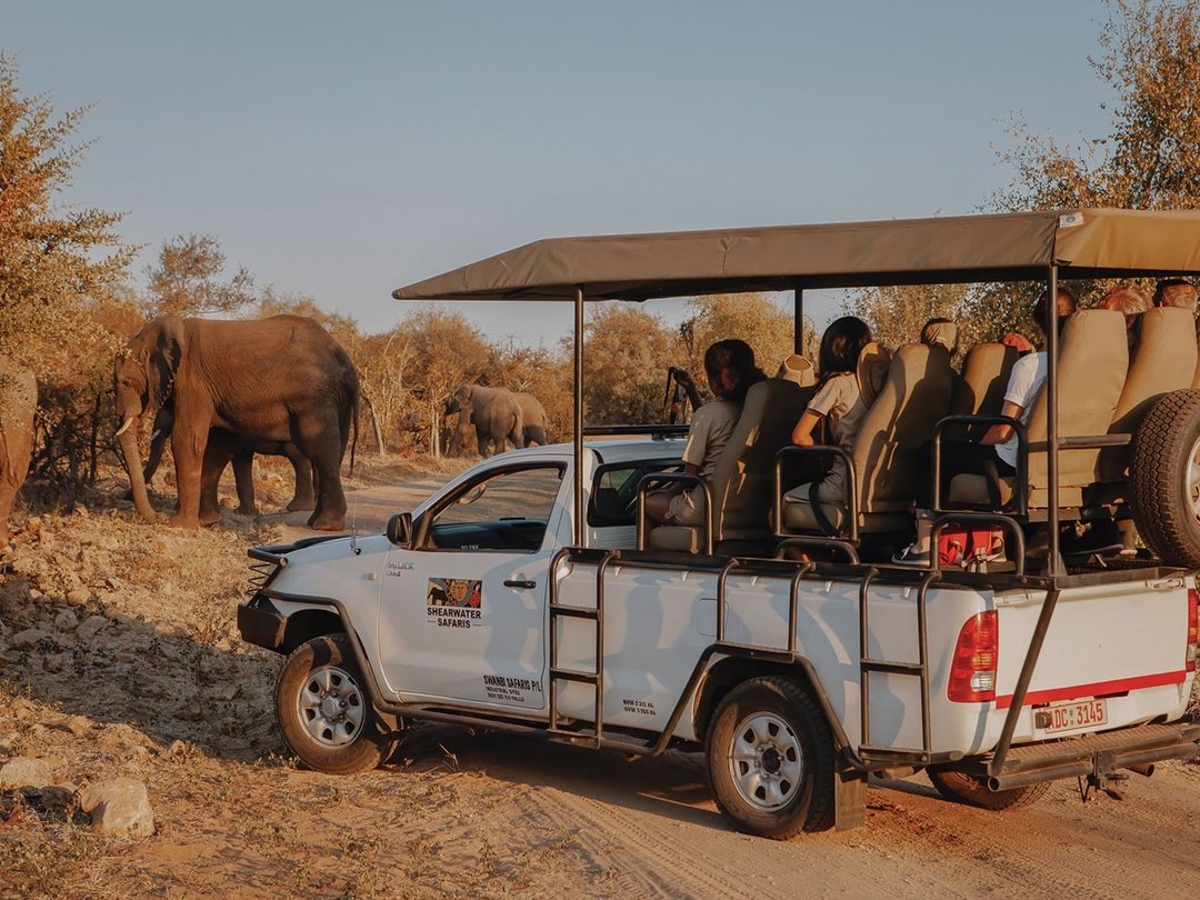 Tourists enjoy an exciting game drive in Zambezi National Park during their safari with Pieland Gorilla Safaris, exploring beautiful woodland, open plains, and riverine landscapes close to Victoria Falls. From the safari vehicle, guests may spot elephants, buffaloes, giraffes, zebras, antelopes, baboons, and a wide variety of bird species, while predators such as lions or leopards may also be encountered with luck. The experience combines wildlife viewing, photography, and the peaceful atmosphere of the African bush. A game drive in Zambezi National Park adds a rewarding wildlife dimension to a Victoria Falls safari.