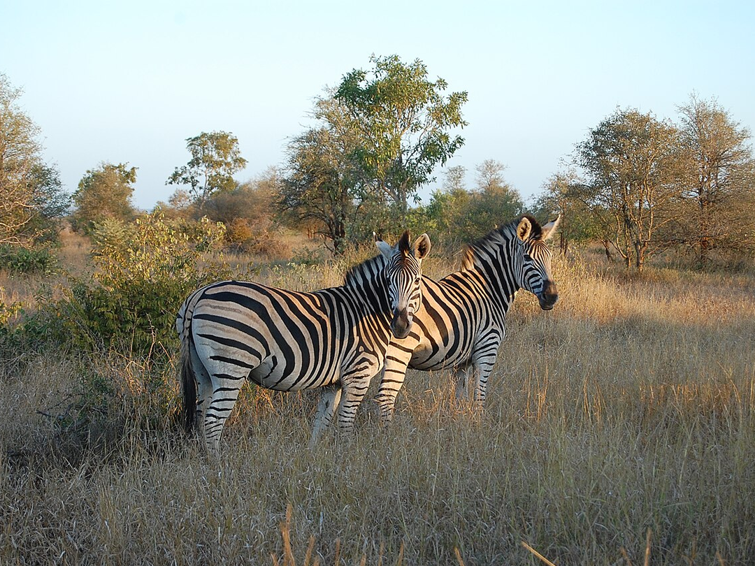 Combining Victoria Falls with Hwange National Park creates an excellent safari experience for travelers who want both spectacular scenery and rewarding wildlife encounters. After exploring the mighty falls, visitors can continue into Hwange for exciting game drives through vast wilderness areas. During the safari, zebras were among the memorable animals seen, together with elephants, giraffes, buffaloes, antelopes, and other wildlife. The park’s waterholes are especially important for attracting animals during the dry season, creating excellent viewing and photography opportunities. On a trip organized by Pieland Gorilla Safaris, this combination delivers a memorable Zimbabwe journey of waterfalls and wildlife.
