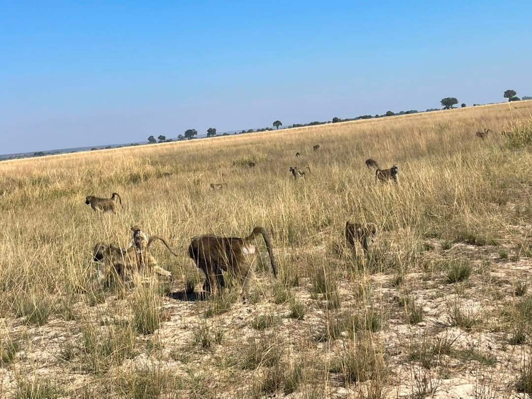 Baboons are some of the interesting animals travelers can see in Chobe National Park during a safari with Pieland Gorilla Safaris. They are often spotted moving through woodland areas, along roadsides, or near open spaces while searching for food. Visitors may observe baboons living in social groups, grooming one another, caring for their young, or exploring their surroundings. Their active behavior makes them entertaining animals to watch and photograph during a game drive. With experienced guides from Pieland Gorilla Safaris, travelers can learn more about baboon behavior, social structure, and their important role within the diverse ecosystem of Chobe National Park.