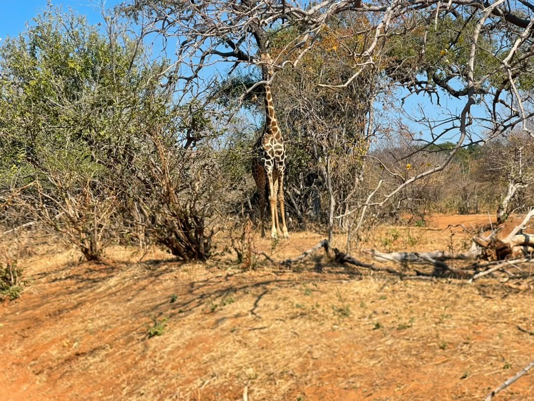 Giraffes are among the beautiful animals to see in Chobe National Park on a holiday with Pieland Gorilla Safaris. These graceful animals are often spotted browsing on acacia trees, walking across open woodland, or moving calmly through the savannah. Their impressive height and distinctive patterned coats make them especially rewarding to photograph during game drives. Travelers may also see giraffes alongside elephants, zebras, antelopes and other wildlife, creating memorable safari scenes. With Pieland Gorilla Safaris, visitors can enjoy well-planned wildlife experiences in Chobe and observe giraffes in their natural environment as part of an unforgettable Botswana safari holiday.