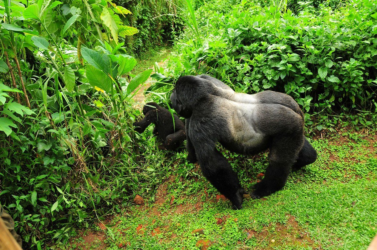 A mountain gorilla family in Bwindi Impenetrable National Park offers visitors a remarkable view of the strong social bonds shared by these endangered primates. Led by a dominant silverback, the family may include adult females, younger males, juveniles, and playful infants living together within the dense rainforest. During a gorilla trekking experience, travelers may watch family members feeding, grooming, resting, climbing, or interacting peacefully with one another. Each gorilla has a distinct personality, making every encounter unique. Seeing a gorilla family in Bwindi is an unforgettable wildlife experience that highlights the importance of protecting Uganda’s mountain gorillas and their forest habitat.