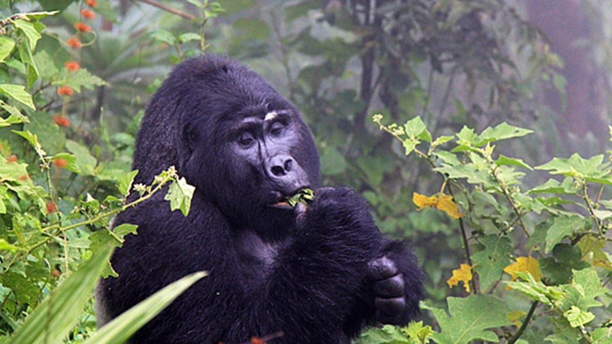 Uganda is an outstanding African safari destination, offering diverse wildlife, beautiful landscapes and rich cultural experiences. Visitors can enjoy game drives, boat safaris and chimpanzee tracking, while the highlight is unforgettable gorilla trekking in Bwindi Impenetrable National Park and Mgahinga Gorilla National Park, home to endangered mountain gorillas.