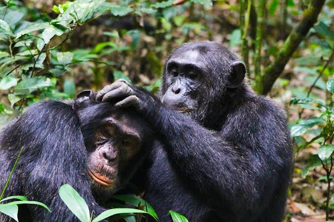 Chimpanzee trekking can be an exciting follow-up experience after gorilla trekking, but it should not automatically be considered a recovery activity because it may also involve several hours of forest walking. For travelers over 70, it works best when a rest day or gentle activity is included between the two primate experiences. After recovering, visitors can explore destinations such as Kibale National Park, where experienced guides lead them through tropical forest in search of habituated chimpanzee communities. The experience adds variety to a senior safari, allowing travelers to observe another fascinating primate species while enjoying Uganda’s remarkable forests at a comfortable, well-planned pace.