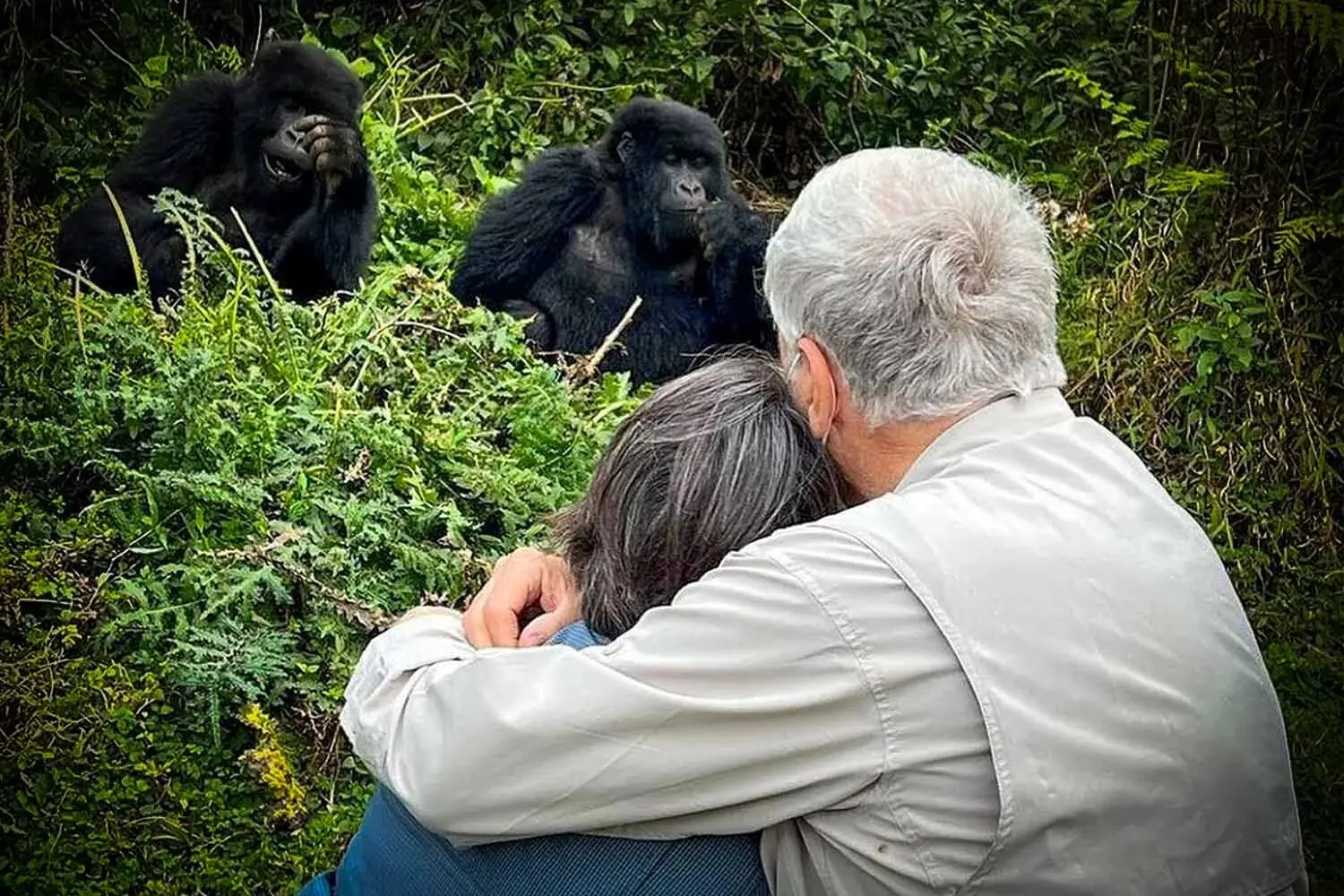 Tourists trekking gorillas in Volcanoes National Park, Rwanda enjoy an extraordinary journey through the misty forests and scenic slopes of the Virunga Mountains. Accompanied by experienced park rangers, they follow forest trails in search of habituated mountain gorilla families living in their natural habitat. The trek may involve walking through bamboo forests, thick vegetation, and uneven terrain before reaching the gorillas. Once the family is located, visitors spend a memorable time observing their feeding, resting, grooming, and social interactions. Gorilla trekking in Volcanoes National Park offers travelers a powerful wildlife experience and one of Rwanda’s most unforgettable safari adventures.