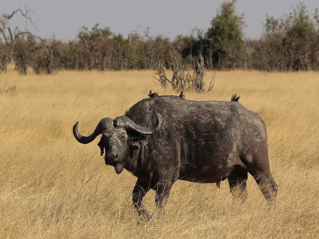 A Cape buffalo in Khwai, Botswana during a wildlife safari