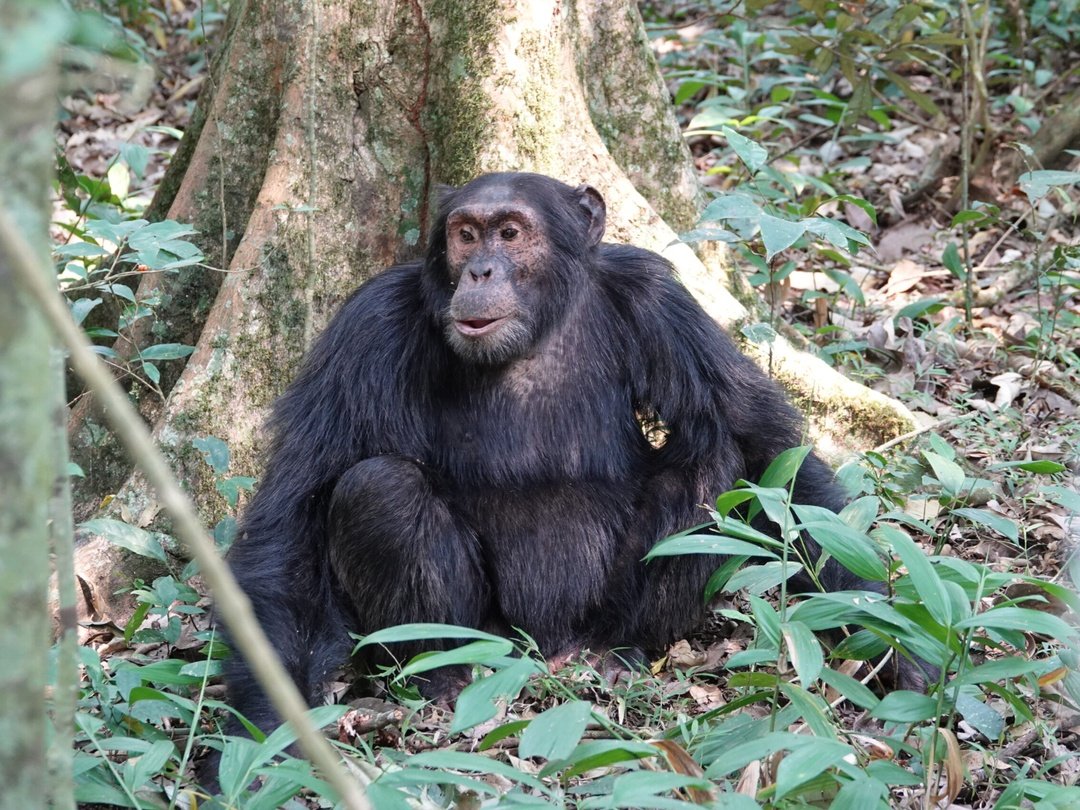 Chimpanzee sitting on the forest floor in Kibale Forest National Park during a chimpanzee trekking experience in Uganda