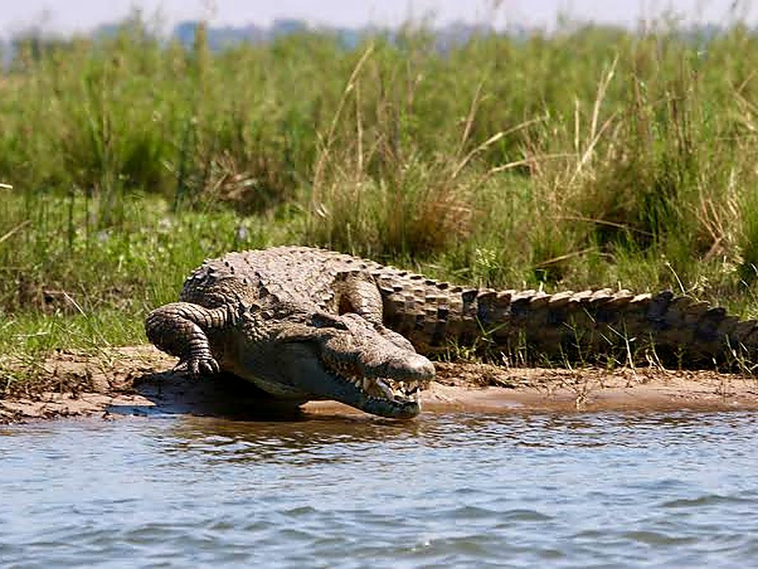 A Crocodile resting beside the water in Lower Zambezi National Park, Zambia.