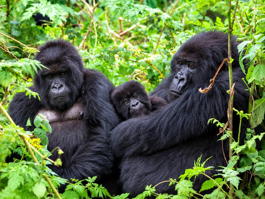 Mountain gorilla family in Rushaga sector of Bwindi Impenetrable National Park during a Uganda gorilla trekking safari