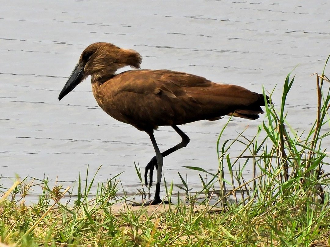 A Hamerkop bird standing near the water in Khwai, Botswana during a wildlife safari