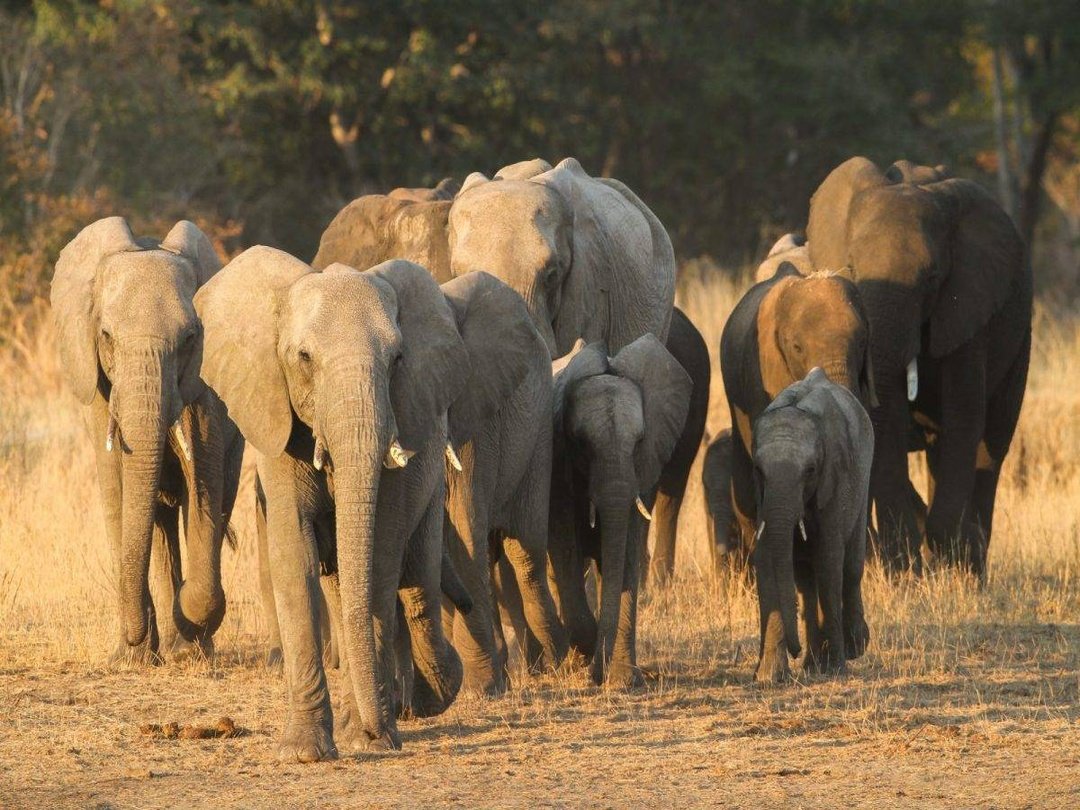 Herd of Elephants in Khwai, Botswana Safari
