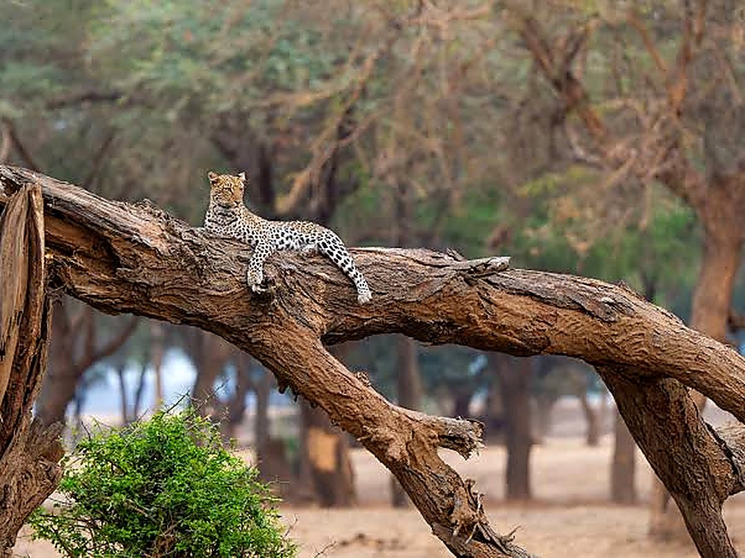A Leopard resting on a fallen tree in Lower Zambezi National Park, Zambia.