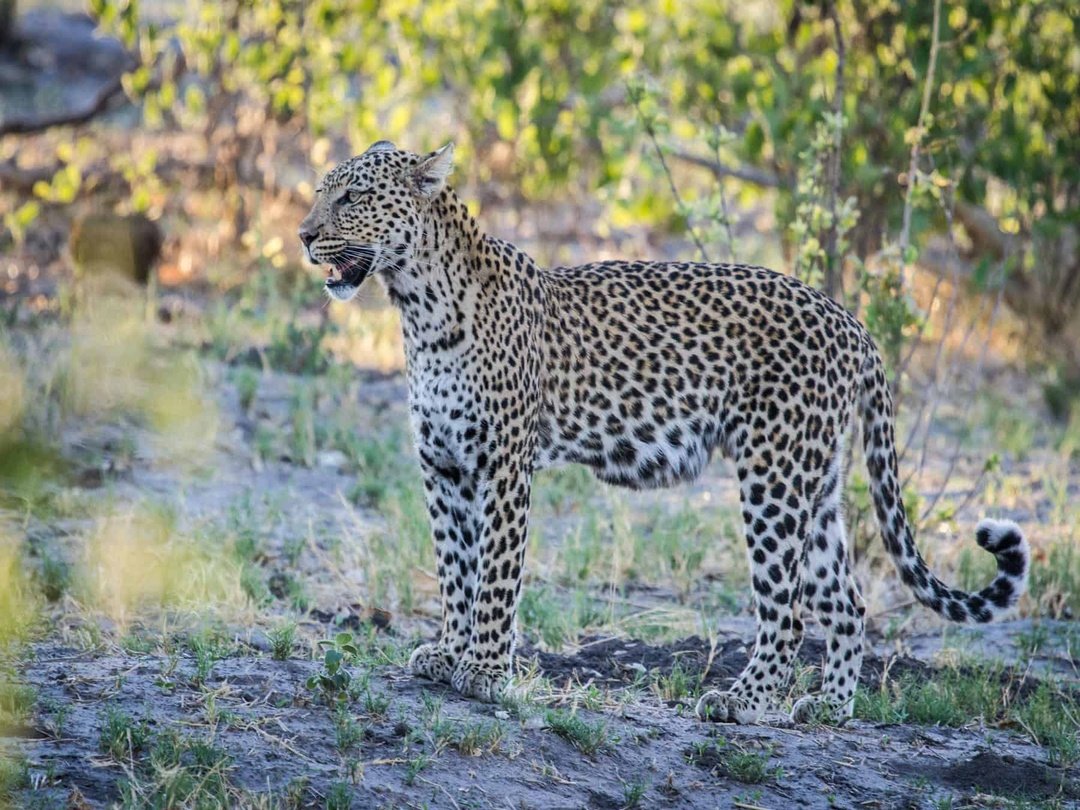 A Leopard in Savuti, Botswana during a wildlife safari