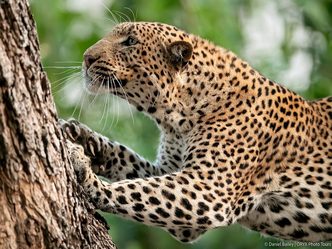 A leopard resting on a tree in South Luangwa National Park Zambia.