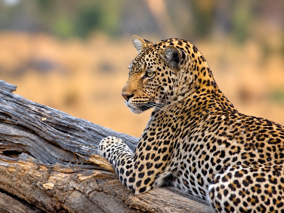 Leopard resting on a fallen tree branch in South Luangwa National Park Zambia.