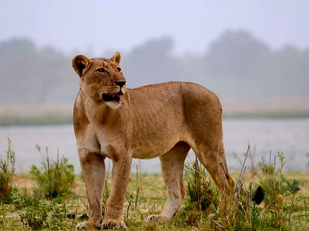 Lioness standing in the grasslands of Lower Zambezi National Park, Zambia.