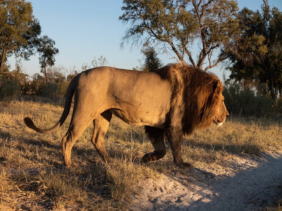 Lion walking through the wilderness of the Okavango Delta as one of Botswana’s iconic predators