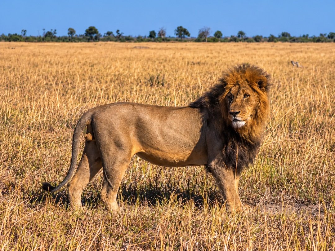 A Lion standing in Savuti, Botswana during a wildlife safari