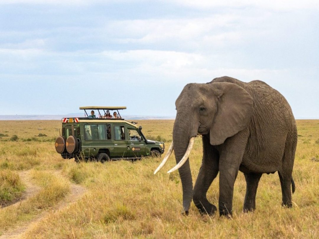 Tourists enjoying a game drive in Liuwa Plain National Park and encountering an elephant in Zambia
