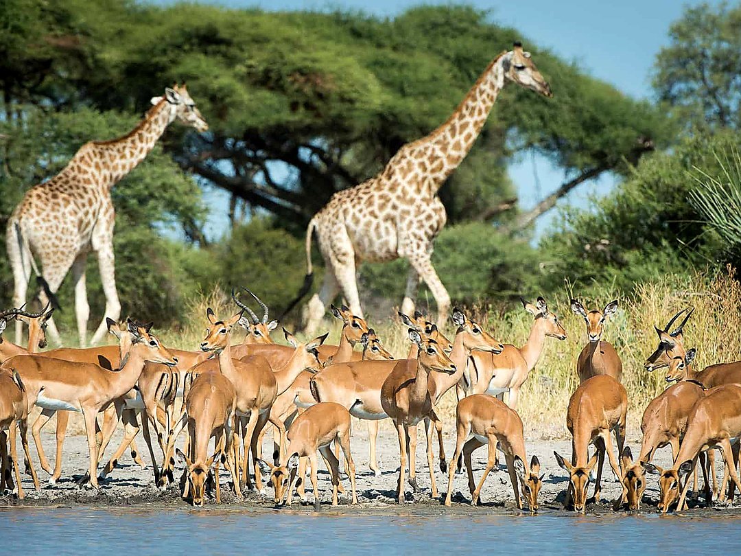 Antelopes and giraffes gathered near a water source in Moremi Game Reserve, Botswana.