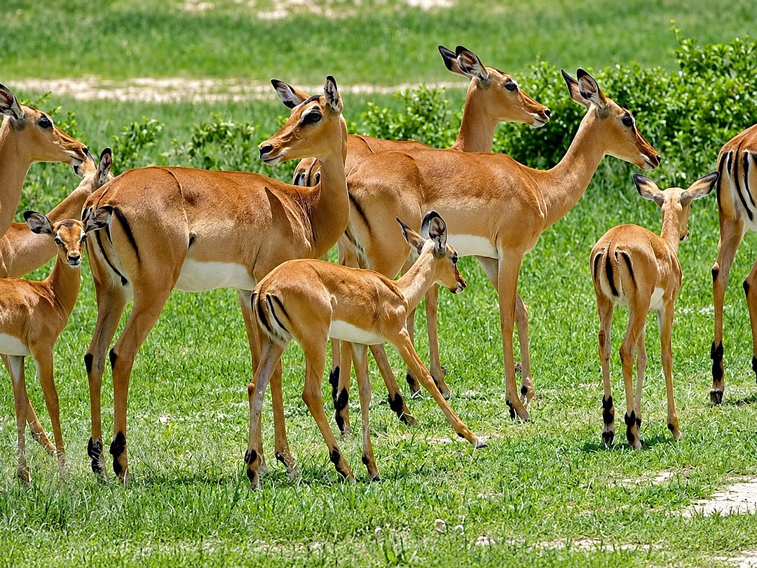 Herd of antelopes grazing.