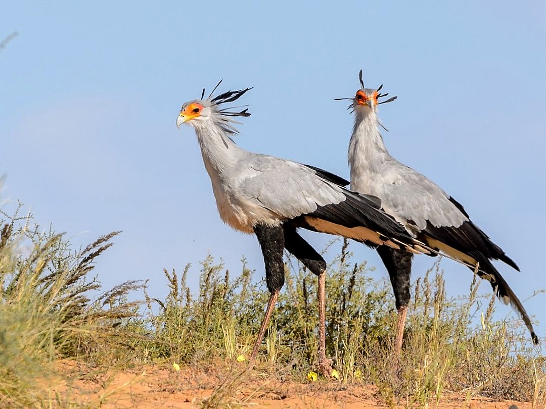 Birding experience in Moremi Game Reserve, Botswana.