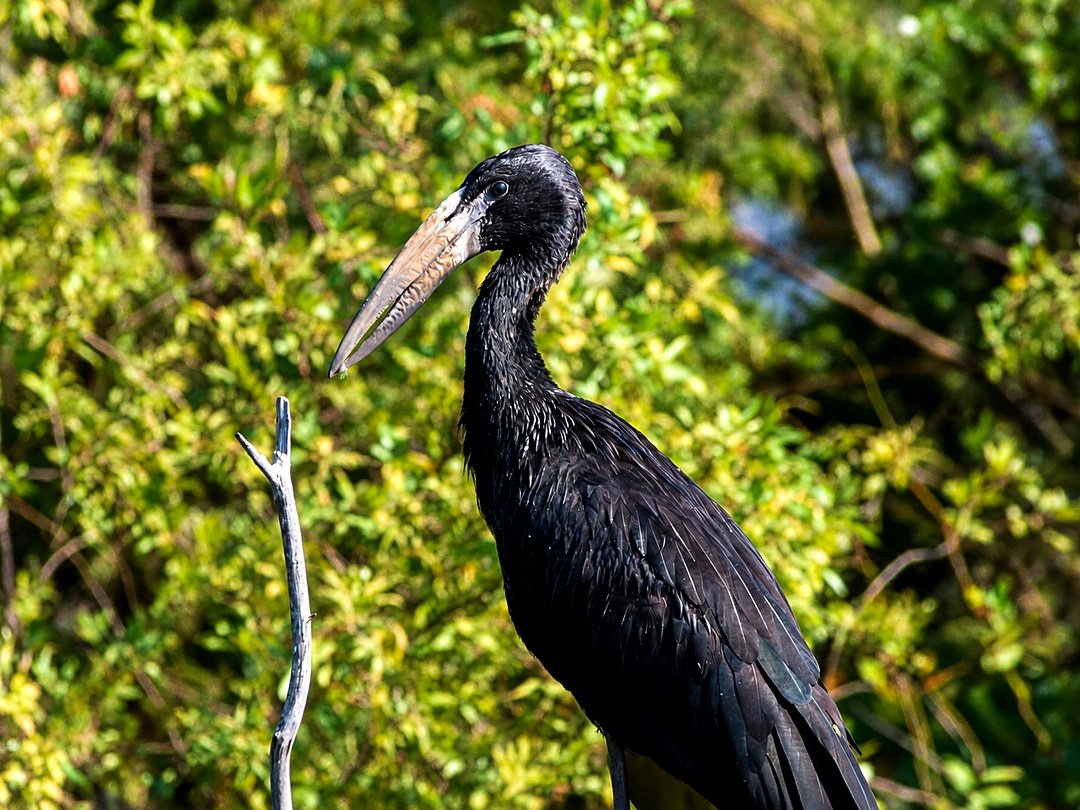 Black stork perched in Zambia’s wilderness during a Victoria Falls wildlife safari