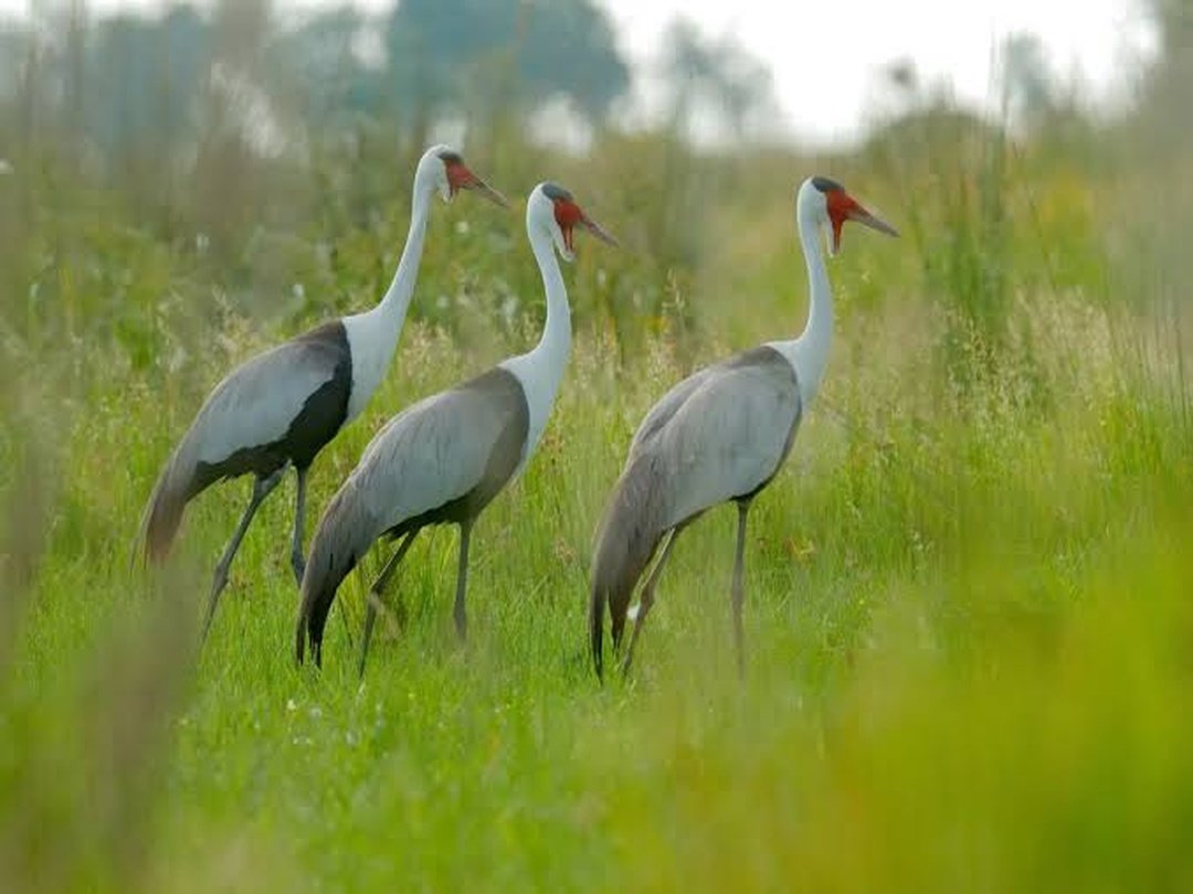 Grey crowned cranes standing in the wetlands of the Okavango Delta during a Botswana safari.