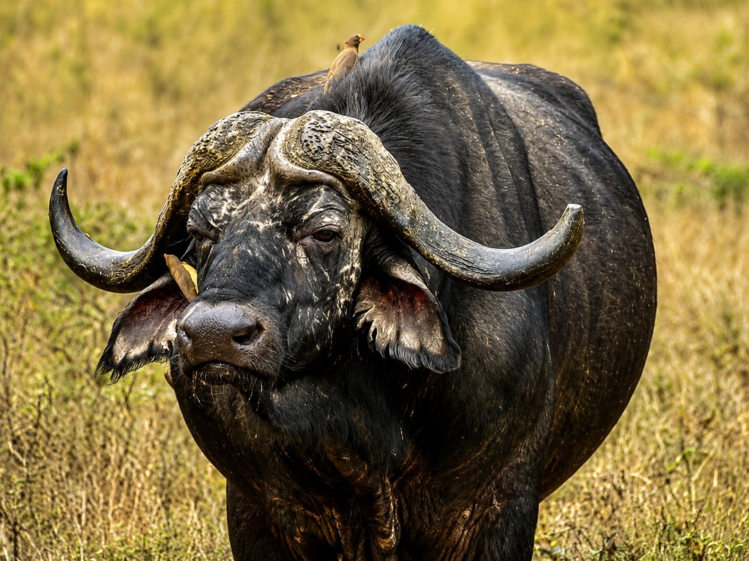 Cape buffalo standing in the wild during a Big Five safari experience.
