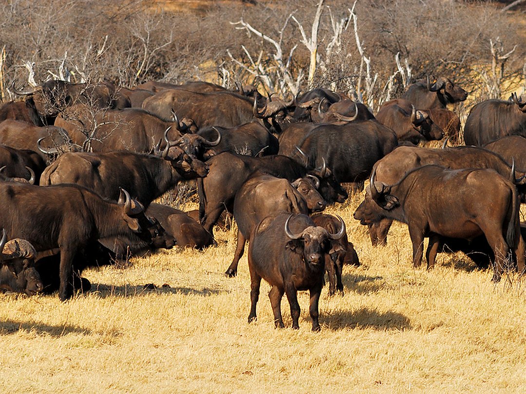 Herd of African buffaloes.