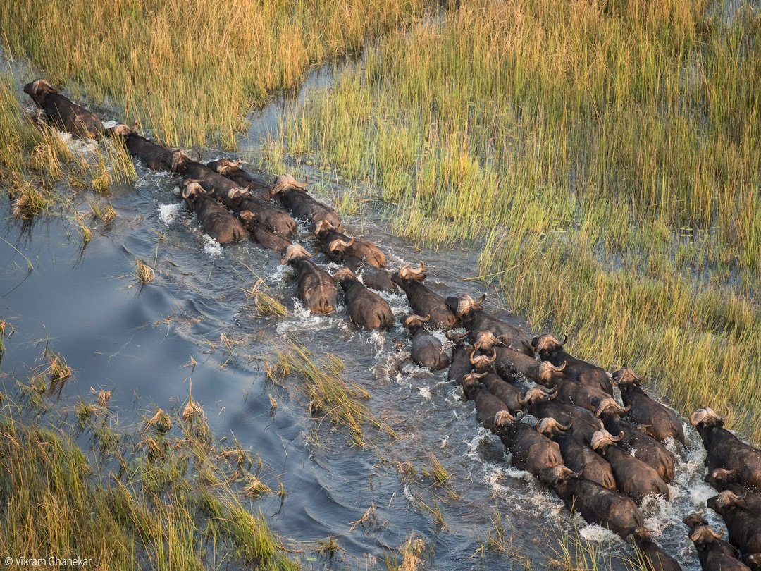 Buffaloes moving through the wetlands of the Okavango Delta as part of Botswana’s diverse wildlife