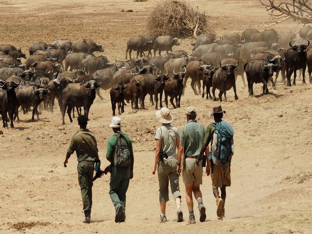 Guided walking safari in South Luangwa National Park with visitors exploring Zambia’s wilderness on foot with an experienced safari guide.