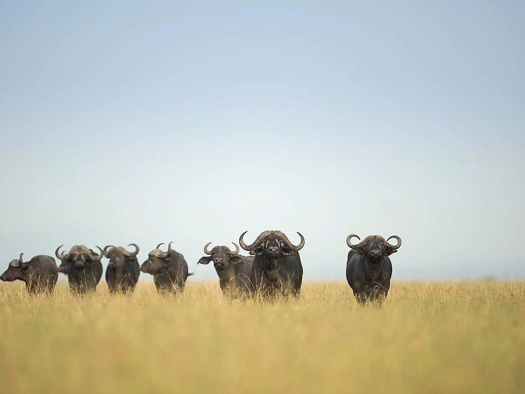 Herd of African buffaloes walking through open grassland in the African savanna.