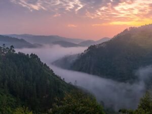 Misty forest landscape of Bwindi Impenetrable National Park Uganda