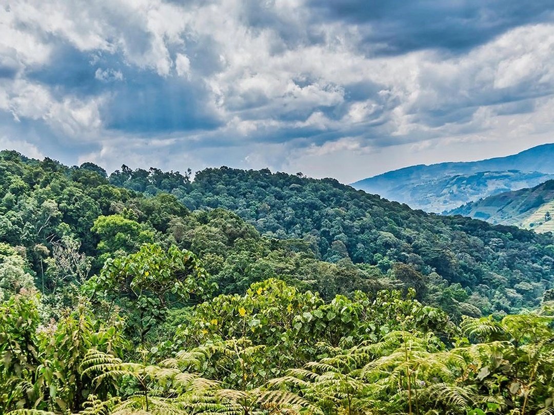 Lush tropical rainforest landscape of Bwindi Impenetrable National Park in Uganda with dense vegetation, green hills and scenic mountain views