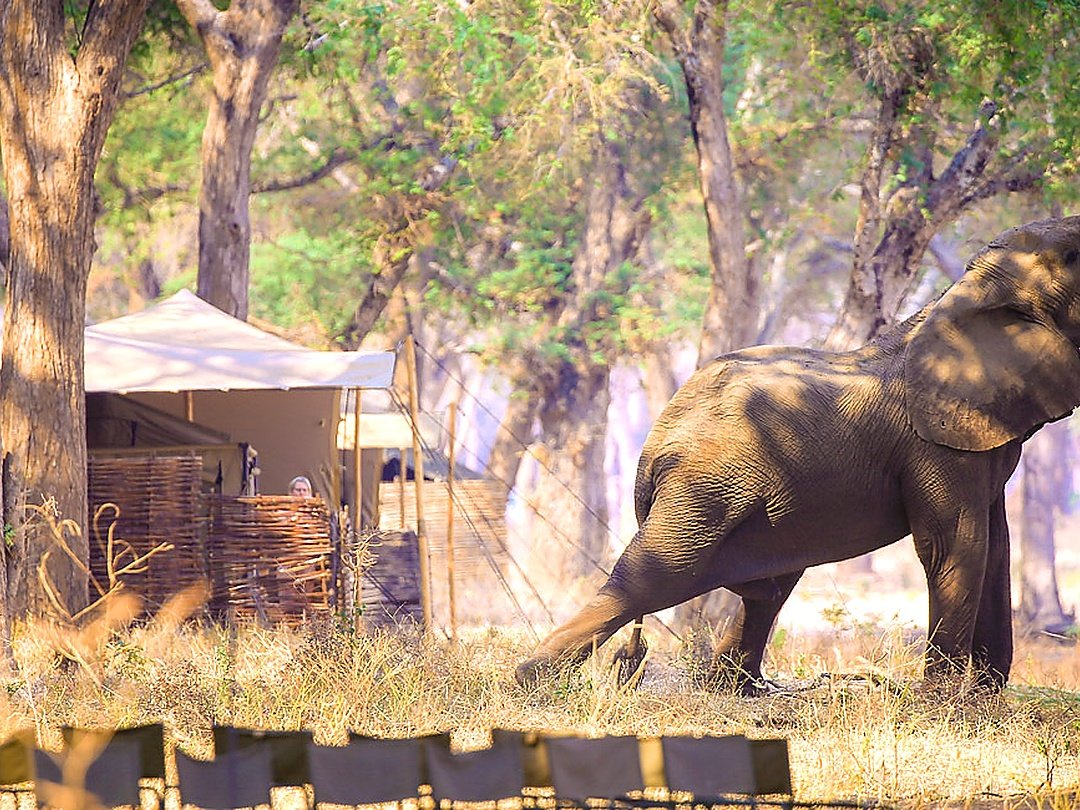 An Elephant walking near safari tents during a camping safari in Lower Zambezi National Park, Zambia.