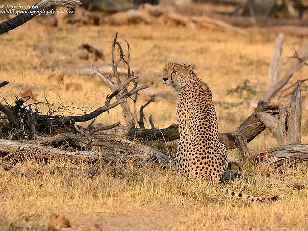 Cheetah resting in the savanna of Hwange National Park, Zimbabwe.
