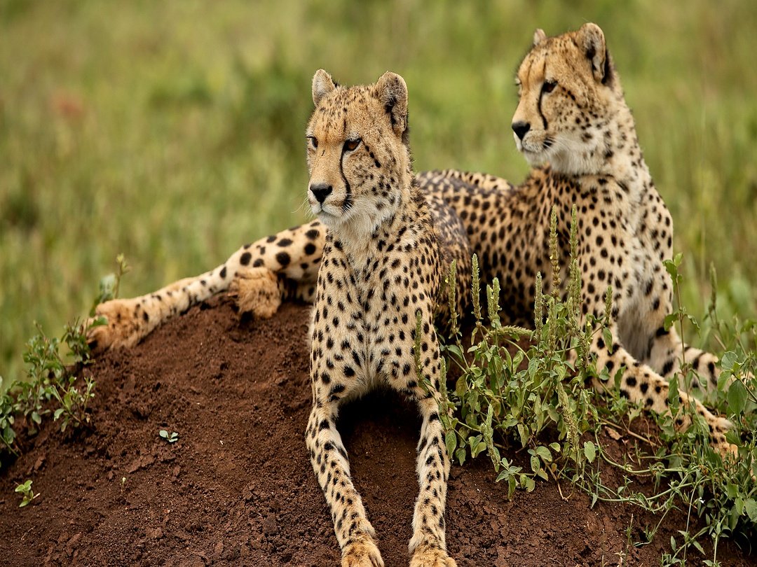 Cheetahs seen in Kafue National Park, Zambia during Victoria Falls and Zambia wildlife safari.