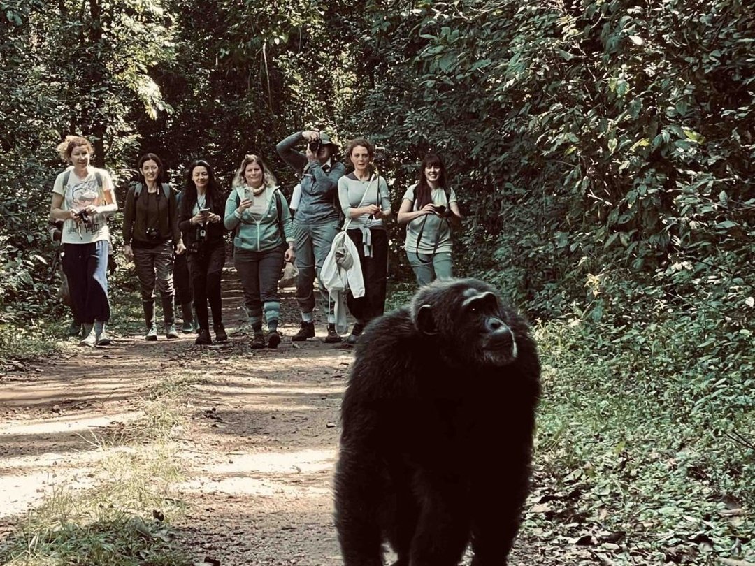 Tourists observing a chimpanzee during a chimpanzee trekking experience in Kibale Forest National Park Uganda