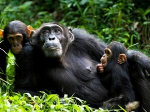Chimpanzees resting together in Kibale Forest during a Uganda chimpanzee trekking safari