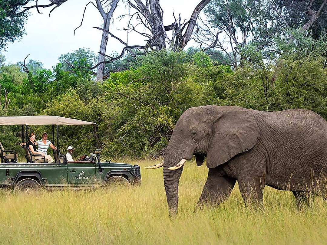 Elephant walking near a safari vehicle during a game drive in Moremi Game Reserve.