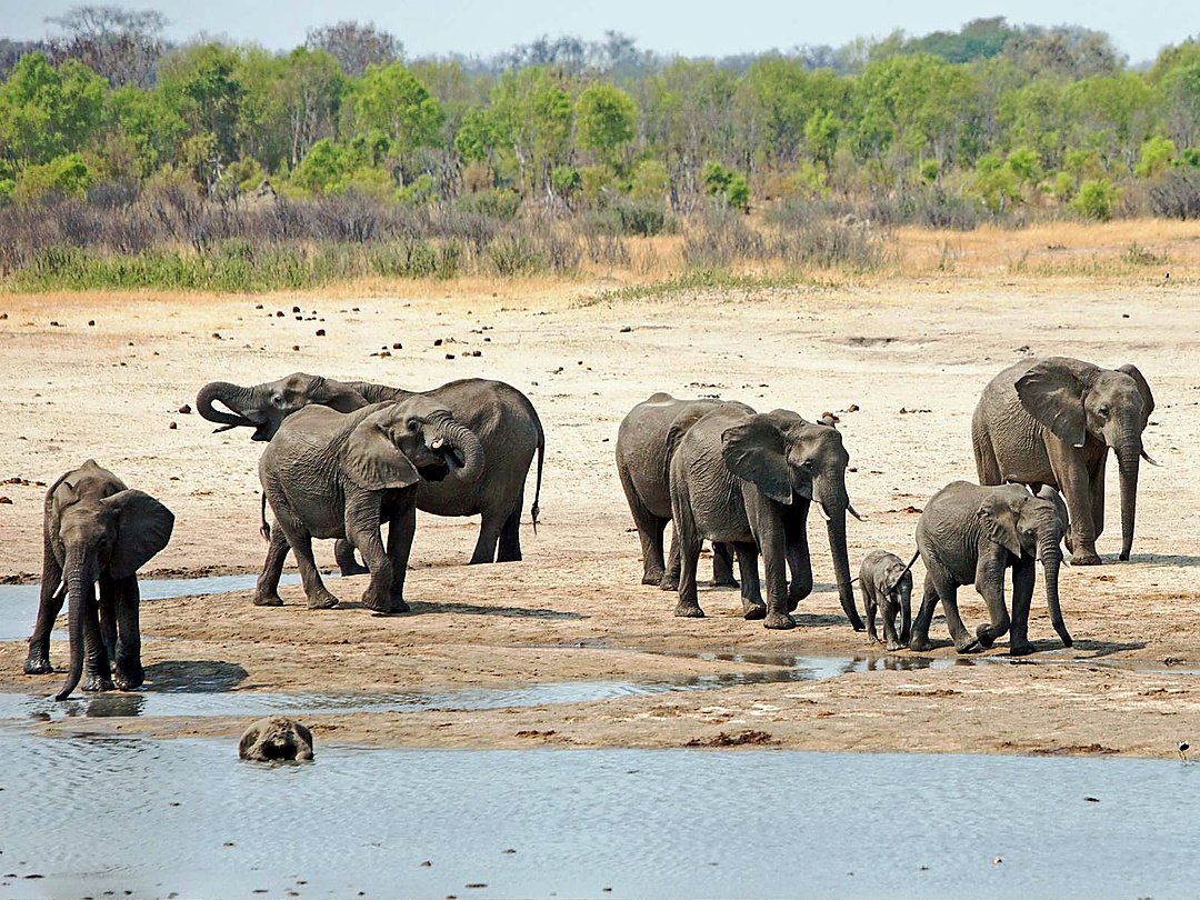 Elephants gathered around a waterhole in the African savanna.