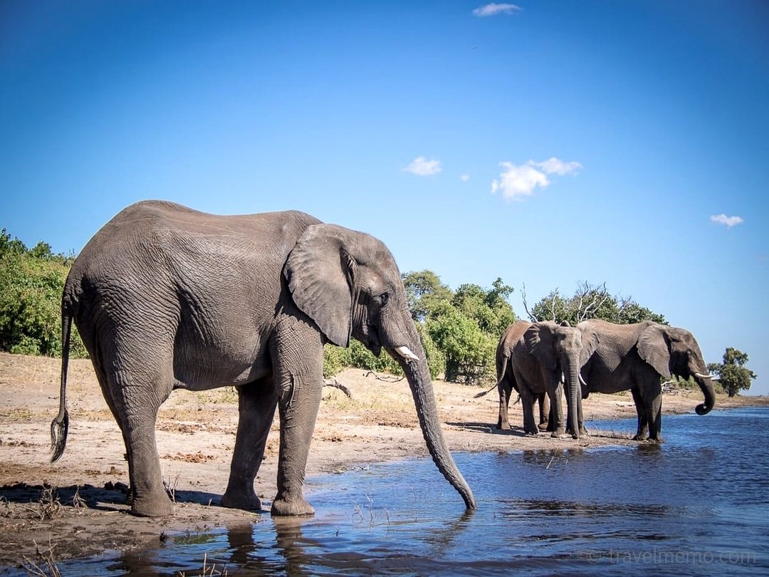 African elephants along the Chobe River near Victoria Falls during a Big Five safari experience.