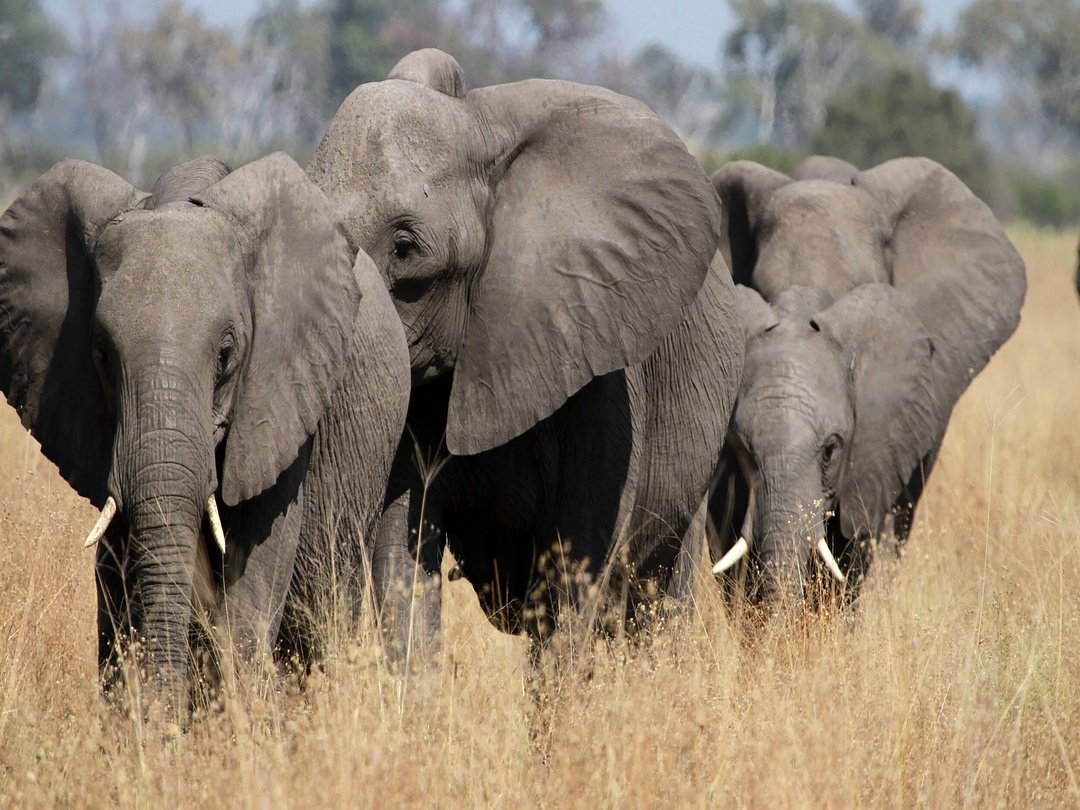 Elephants near Victoria Falls during a wildlife safari in Zimbabwe and Zambia.