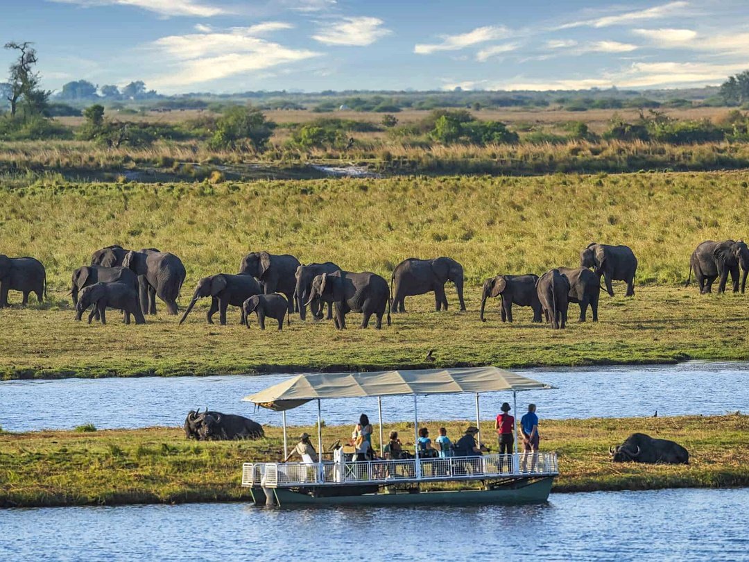 Elephants in Chobe National Park seen during a boat cruise as part of a Victoria Falls wildlife safari.
