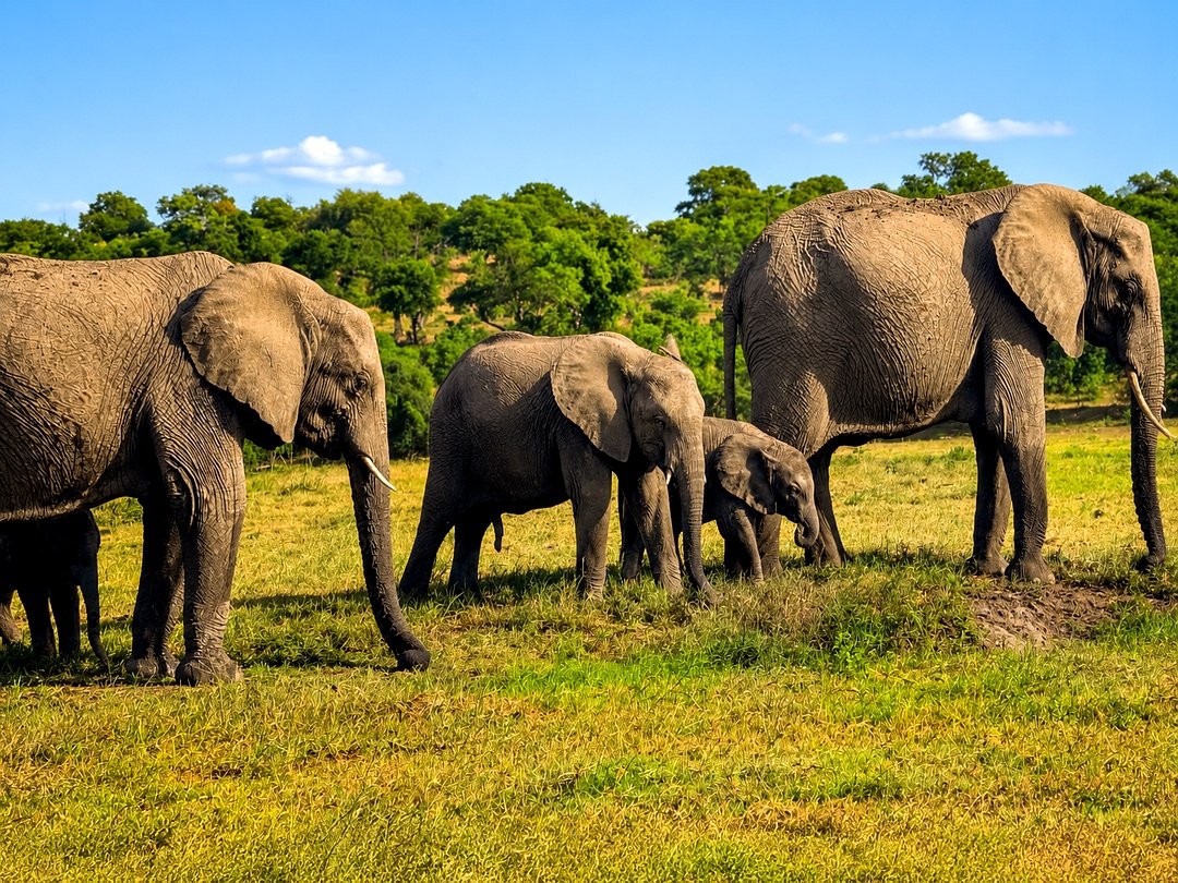Herd of elephants walking through the savanna in Chobe National Park, Botswana, during a Victoria Falls wildlife safari.